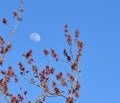 The Moon in Spring
