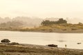 Moon stone bay California - tide flowing in among dunes and sea grass and low foliage - misty and soft Royalty Free Stock Photo