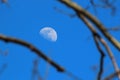 Moon on a sunny day looking through the trees.