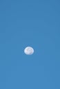 The moon at the sunright on the day Royalty Free Stock Photo