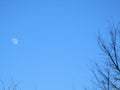 Moon, tree blue sky in the middle gives clarity