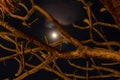 Moon and tree branches