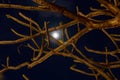 Moon and tree branches