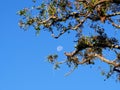 Moon with tree branches during daylight