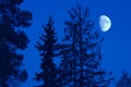 Moon in the trees