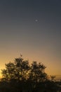 moon at twilight over shrubland, Kruger park, South Africa Royalty Free Stock Photo