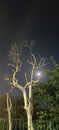 Moon view with dry tree, night view