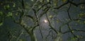 Light of the Moon is spreading in the branches of a tree during the night. Royalty Free Stock Photo
