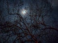 The moon was so beautiful, and its light was blocked by the branches of the tree beneath it Royalty Free Stock Photo