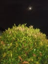 The moon watched behind the leaf at night Royalty Free Stock Photo