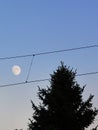 The moon between wires on the sky with pine tree silhouette. Minimal graphic photo