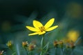 Moonbeam Coreopsis