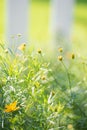 Moonbeam coreopsis tickweed in bright sunlight Royalty Free Stock Photo