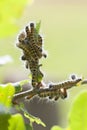 Moonbird - Phalera bucephala - Caterpillar Royalty Free Stock Photo