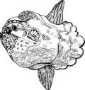 Moonfish or molamola fish - ink drawing. Vector illustration