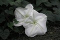 Moonflower blossoms, datura, Iponmoea alba Royalty Free Stock Photo