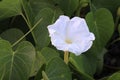 Moonflower Royalty Free Stock Photo