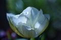 Moonflower creamy white tulip flower velvety petals Royalty Free Stock Photo