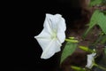 Moonflower. Royalty Free Stock Photo