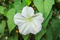 Moonflower. Royalty Free Stock Photo
