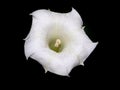 Moonflower at night