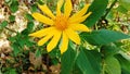 Moonflower (Tithonia diversifolia) growing on the cliff