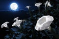 Moonflowers Illuminated At Night By A Bright Full Blue Moon