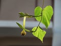 Moonflowers or Ipomoea alba and leaves hanging down from the trees. Royalty Free Stock Photo