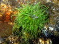 Moonglow Anemone - Anthopleura artemisia