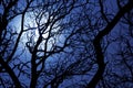 Moonlight through branches of a tree