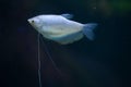 Moonlight gourami (Trichopodus microlepis), also known as the mo Royalty Free Stock Photo