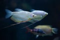 Moonlight gourami (Trichopodus microlepis), also known as the mo Royalty Free Stock Photo