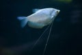 Moonlight gourami (Trichopodus microlepis), also known as the mo Royalty Free Stock Photo