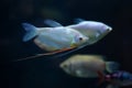 Moonlight gourami (Trichopodus microlepis), also known as the mo Royalty Free Stock Photo