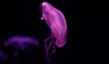 Moonlight Jellyfish Beautiful light purple color Royalty Free Stock Photo