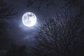 Moonlight, moon on a dark night behind trees Royalty Free Stock Photo