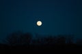 Moonlight night.moon background. Moon and black silhouettes of trees on a blue sky background. Beautiful night nature Royalty Free Stock Photo