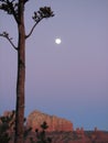Moonlight,Red Rocks and Agave Royalty Free Stock Photo
