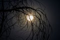 Moonlight shines brightly through dead tree branches. Royalty Free Stock Photo