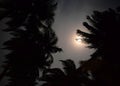 Moonlight - Silver Full Moon behind Silhouettes of Palm Tree Leaves in Dark Night Sky Royalty Free Stock Photo