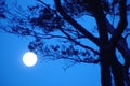 Moonlight Sonata Royalty Free Stock Photo