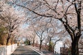 Moonlight Ssamji park cherry blossoms road in Miryang, Korea