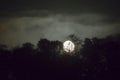 Moonlit forest with fog