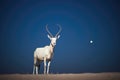 moonlit arabian oryx on a clear desert night