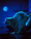 moonlit cat Royalty Free Stock Photo