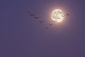 Moonlit Migration