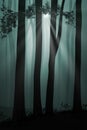 Moonlit Misty Fantasy Illustration, with rays of light through leaves and sillhouetted trees