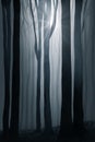 Moonlit Misty Fantasy Illustration, with sillhouetted trees