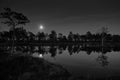 Moonlit night in the swamp