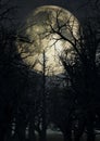 Moonlit sky with spooky trees